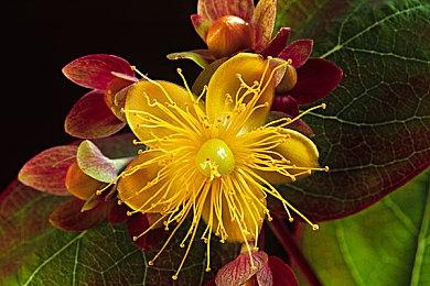 《任天堂全明星大乱斗》最新更新上线 支持amiibo索拉